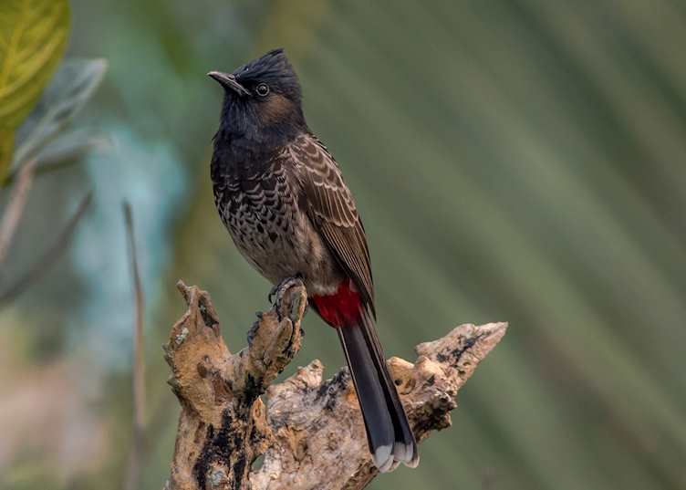 Red-vented bulbul in Sinharaja Biosphere