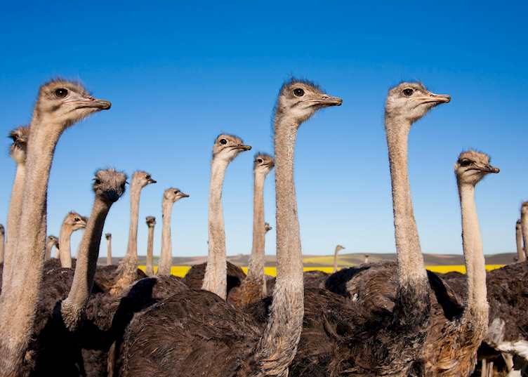 Ostrich farm in Oudtshoorn