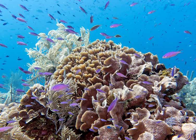 Corals in the Bay Islands