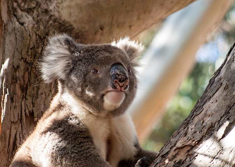 Koala on Kangaroo Island