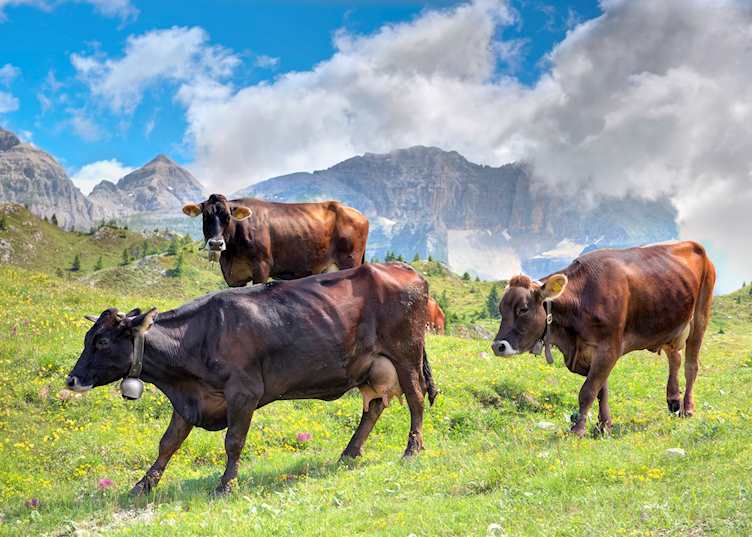 Madonna di Campiglio