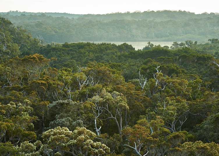 Karri Forest, Pemberton