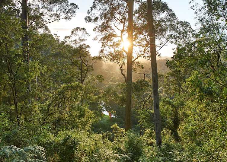 Karri Forest, Pemberton