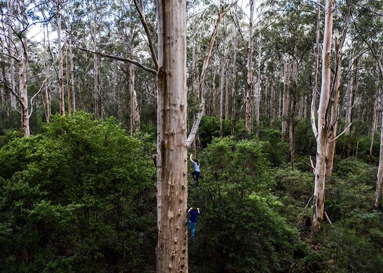 Gloucester Tree, near Pemberton