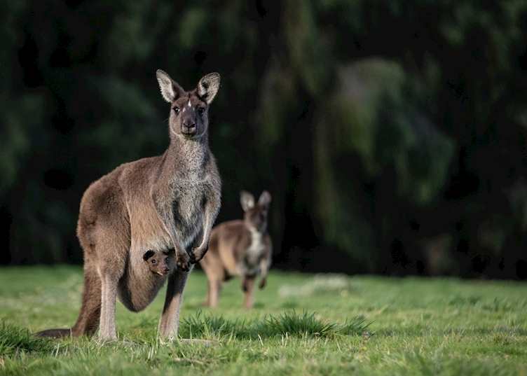 Kangaroos, near Pemberton