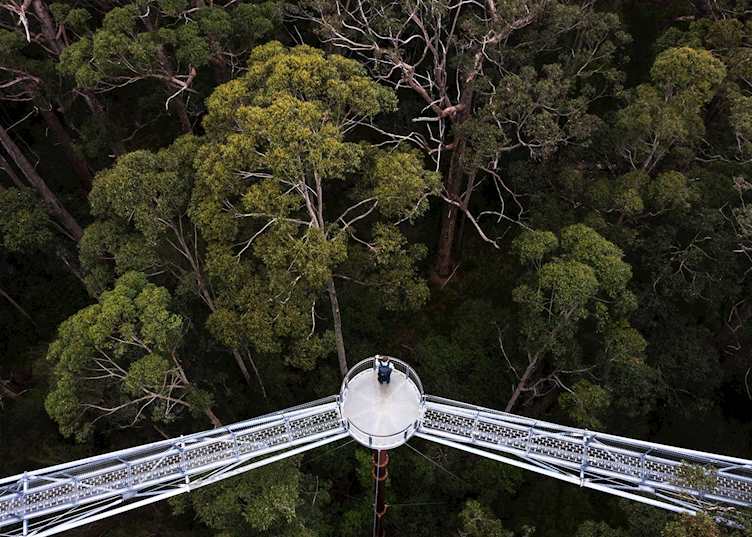 Valley of the Giants, Tree Top Walk