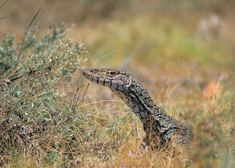 Bungarra lizard in the Cape Range National Park