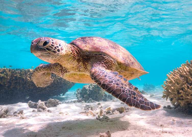 Heron Island
