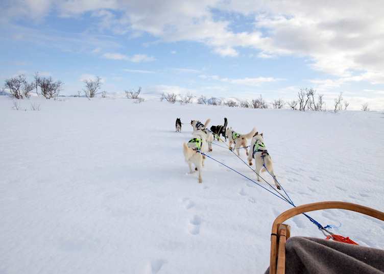 Huskies pulling sled through fresh snow