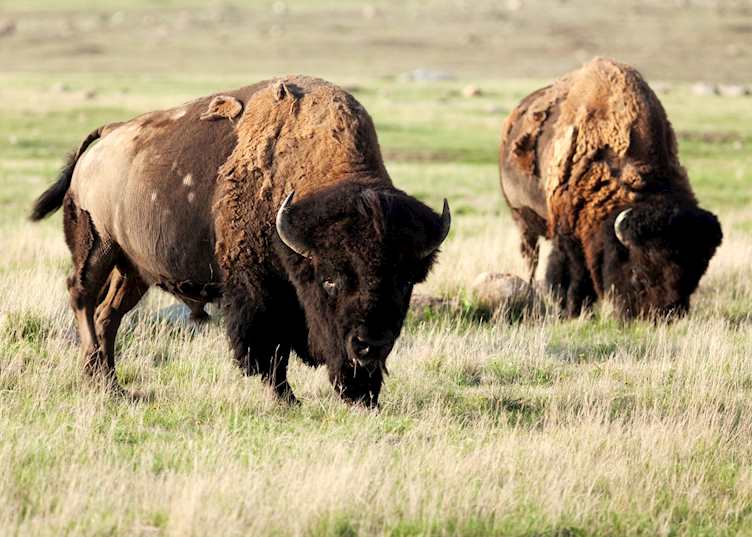 Plains bison in Grasslands National Park, Saskatchewan