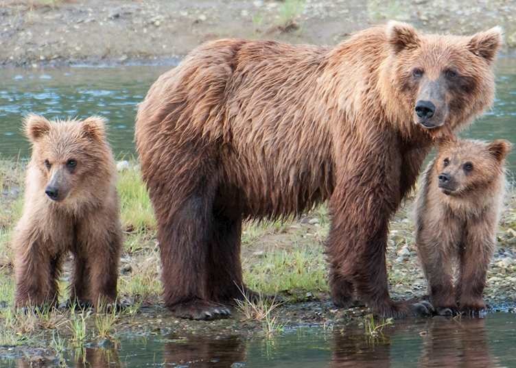 Natural Habitat: Alaska Bear Camp