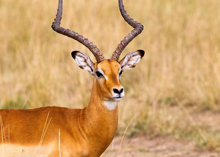 Impala