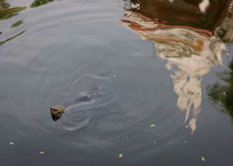 Temple turtles