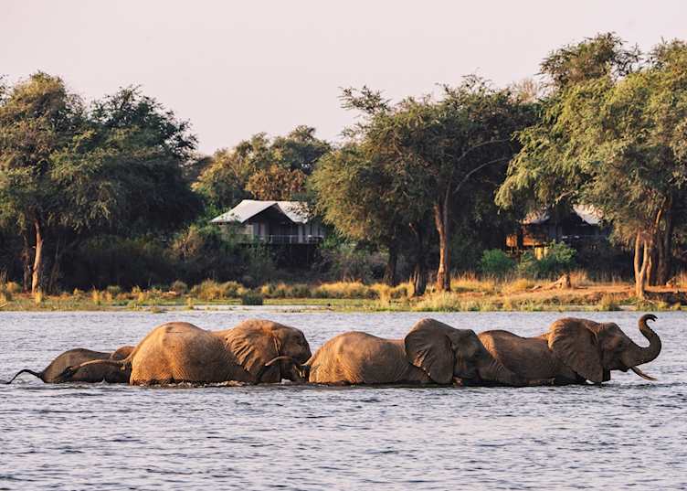 Elephants near Anabezi Camp