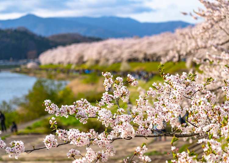 Hinokinai