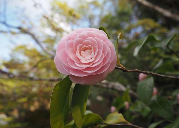 Matsushima
