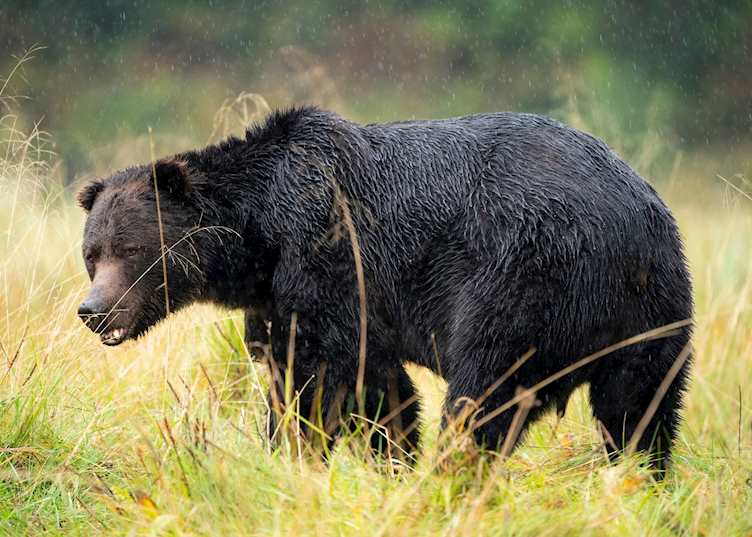 Bear spotting from Berry Island Wilderness Lodge