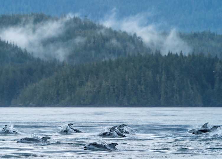 Dolphin spotting excursion, Berry Island Wilderness Lodge