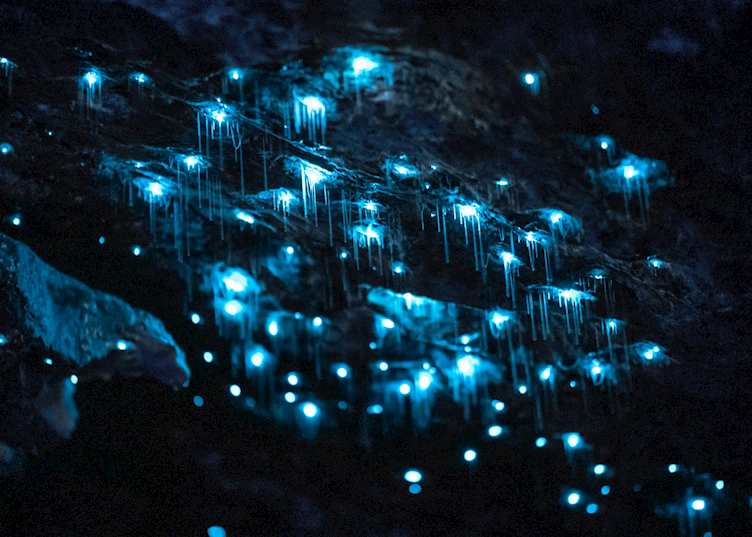 Te Anau Glow-worm Caves