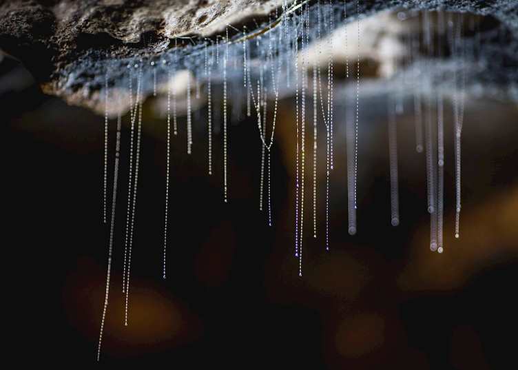 Te Anau Glow-worm Caves