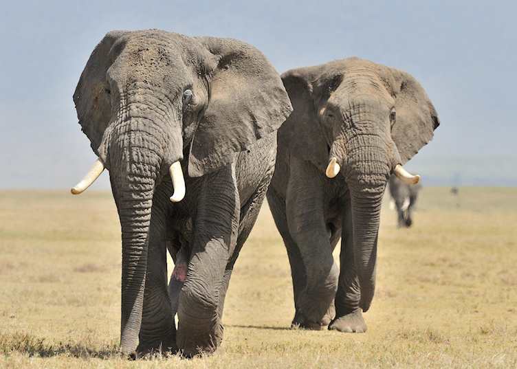 Ndutu Safari Lodge