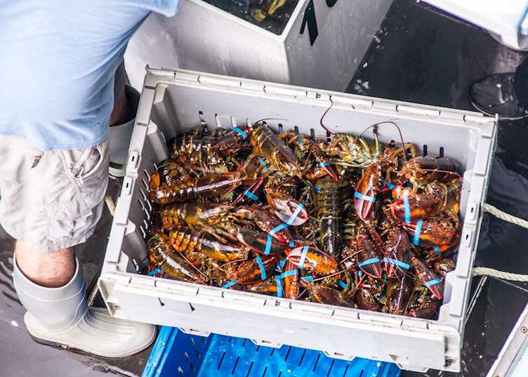 The daily lobster catch
