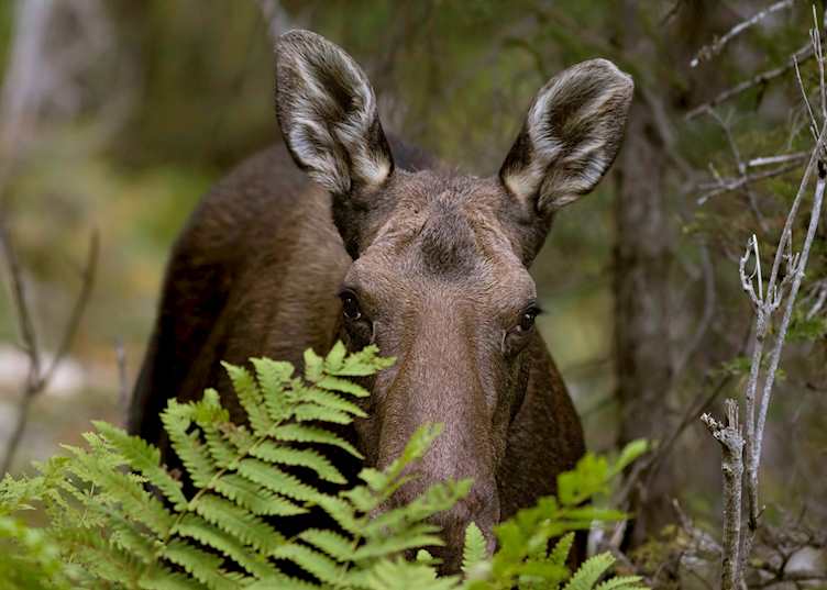 Auberge de Montagnes Chic-Chocs moose
