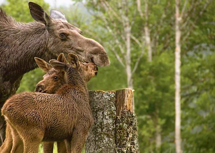 Auberge de Montagnes Chic-Chocs moose with young