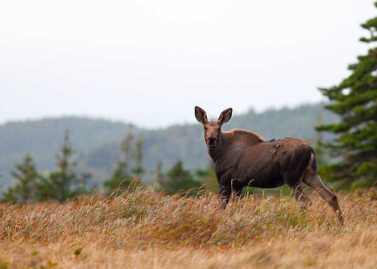 Moose in Cape Breton Highlands National Park, Nova Scotia