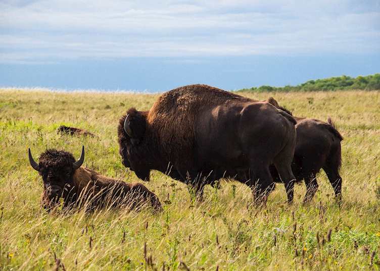 Bison in Riding Mountain National Park, Manitoba