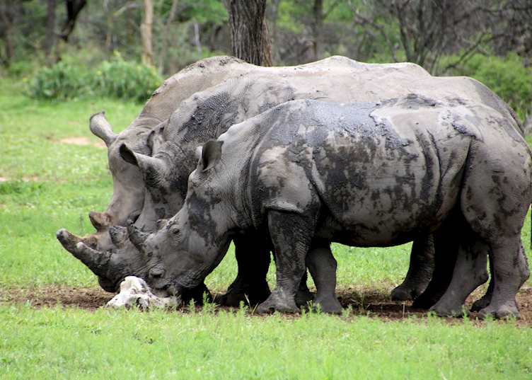 Rhinos within Ghaub Nature Reserve, Ghaub Lodge