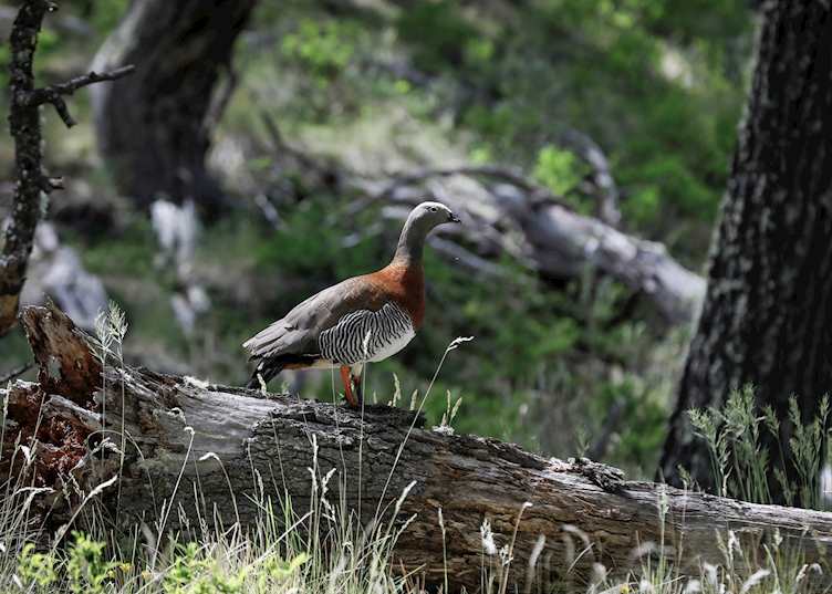 Wildlife, Explora El Chalten 
