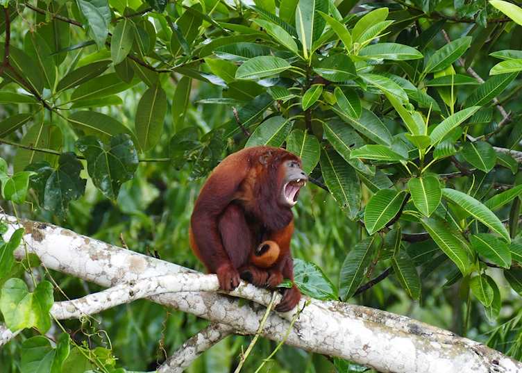 Howler monkey, Ecuadorian Amazon