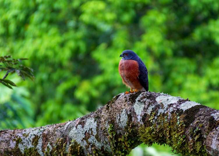 Double-toothed kite, Ecuadorian Amazon