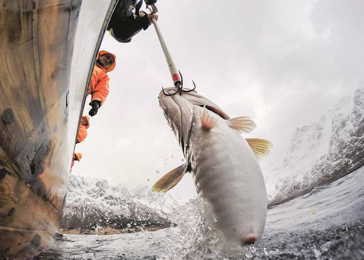 Sea fishing, Svolvær