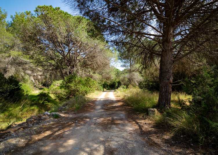 Rural road, Ibiza