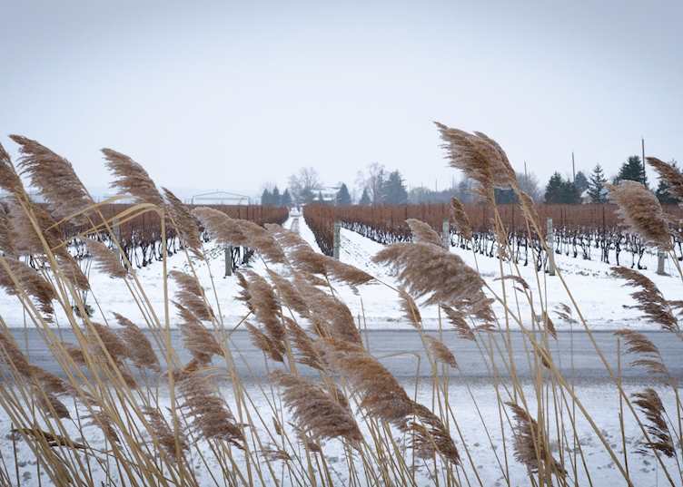 Niagara-on-the-Lake vineyards in the snow, Ontario