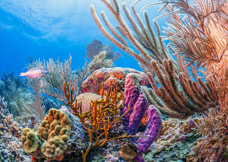 Coral reef off the coast of Roatán Island