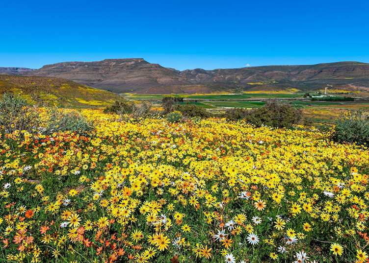 Wild flowers in Namaqualand