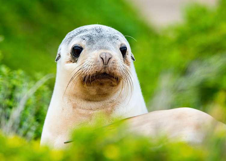 Australian sea lion pup