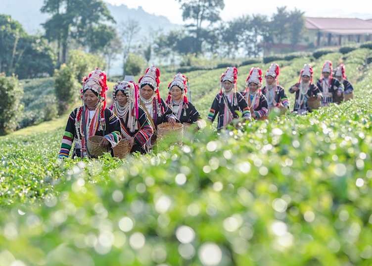 Akha women walking in tea plantation, Chiang Rai