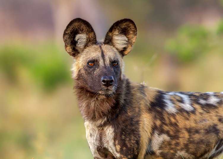 Wild dog in the Linyanti Wetlands