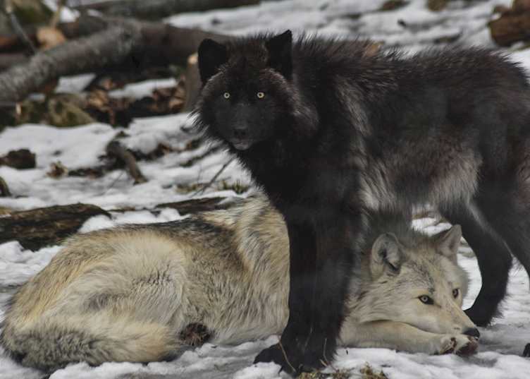 Wolf centre, Haliburton Forest and Wildlife Reserve, Ontario