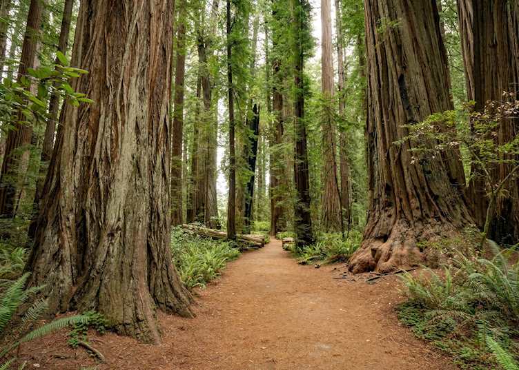 Trail through Redwood National and State Parks