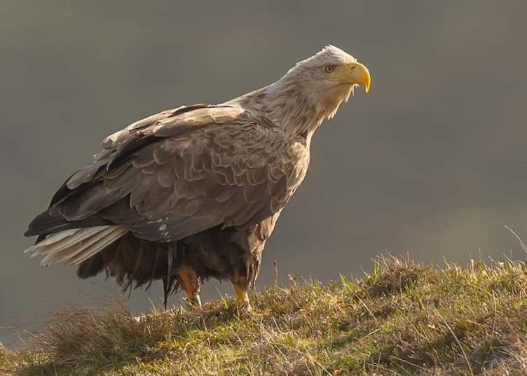 Sea Eagle, Isle of Harris, (credit: Rob Howard Photography)