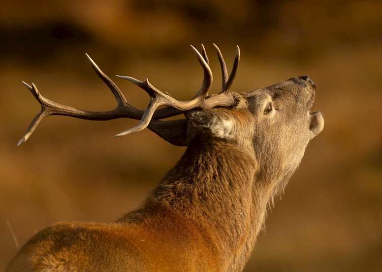 Stag, Isle of Harris (credit: Rob Howard Photography)