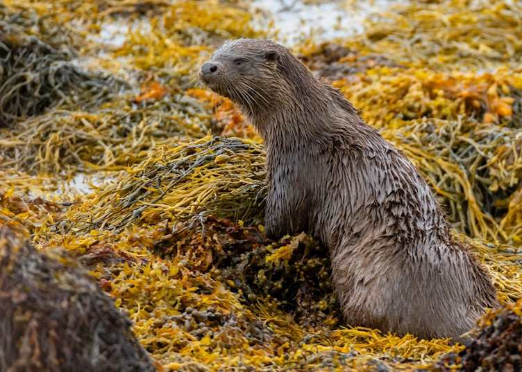 Otter, Isle of Harris (credit: Rob Howard Photography)