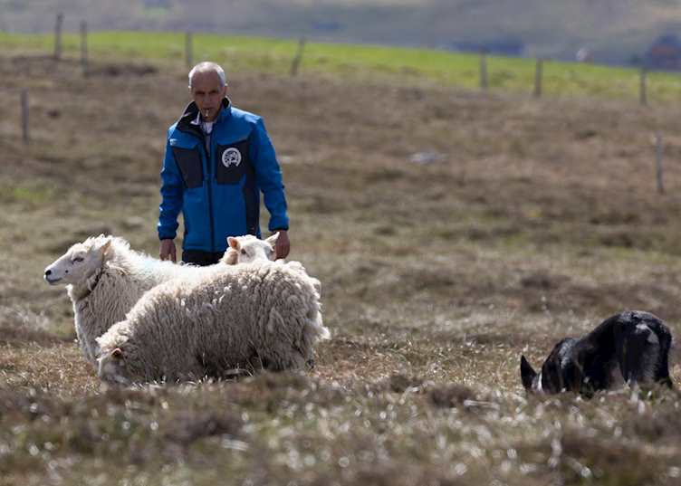 Sheep Shepherd, Shetland Islands
