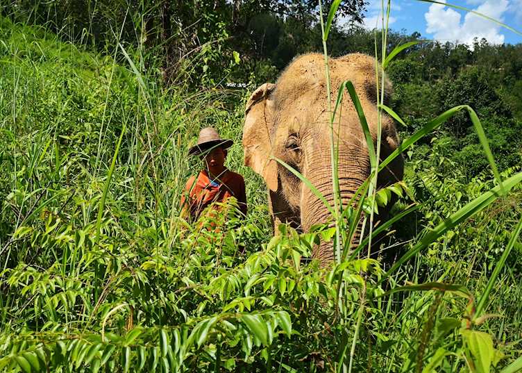 Chang Chill Elephant Sanctuary