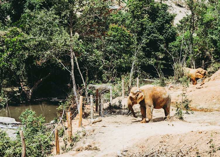 Chang Chill Elephant Sanctuary